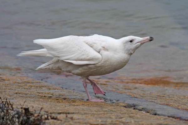Glaucous Gull