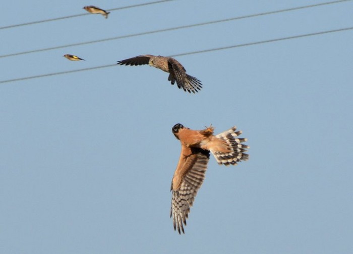 Pallid Harrier