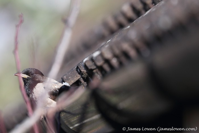 Rose-coloured Starling