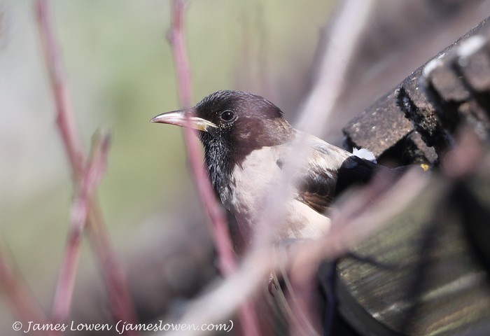 Rose-coloured Starling
