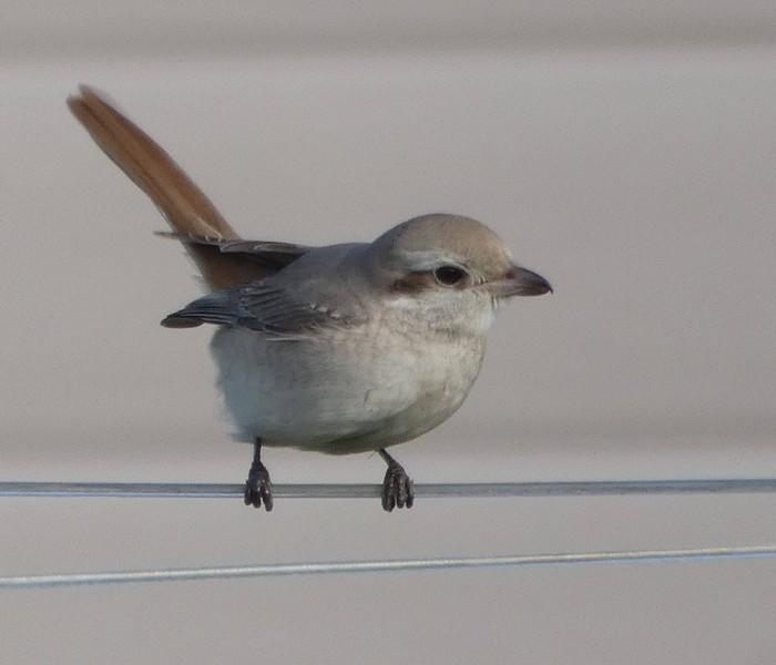 Isabelline Shrike