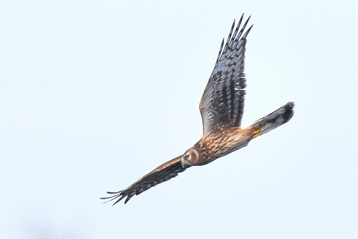 Hen Harrier