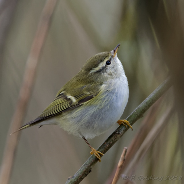 Yellow-browed Warbler