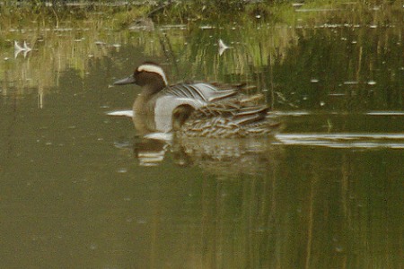Garganey