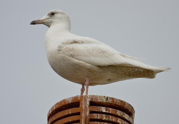 Iceland Gull