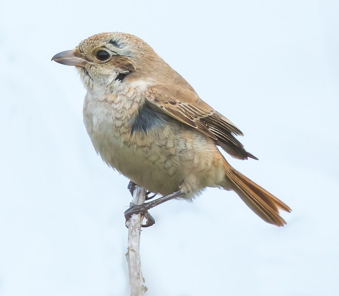 Isabelline Shrike