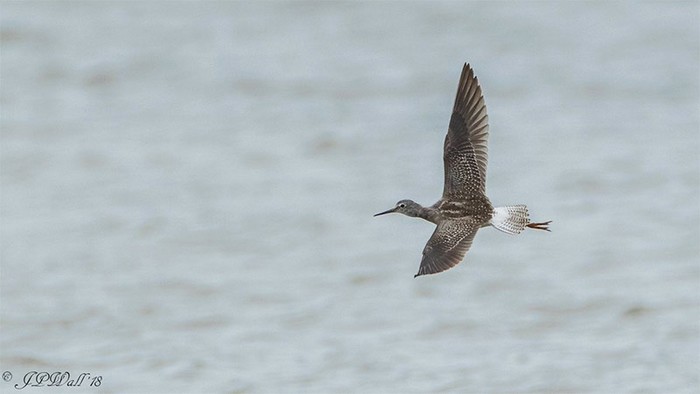 Lesser Yellowlegs