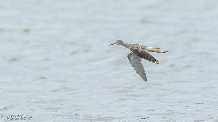 Lesser Yellowlegs