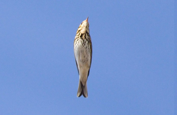 Olive-backed Pipit
