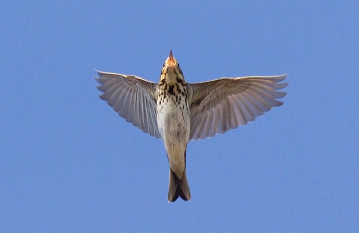 Olive-backed Pipit
