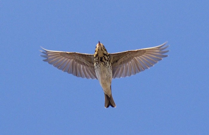 Olive-backed Pipit