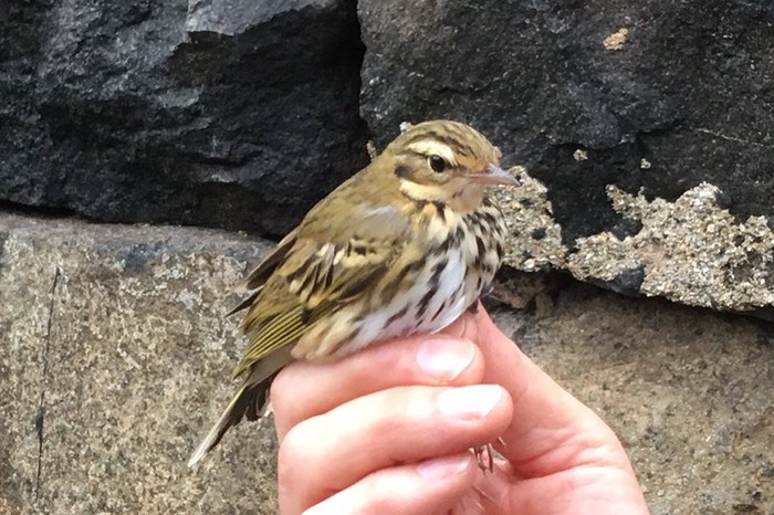 Olive-backed Pipit