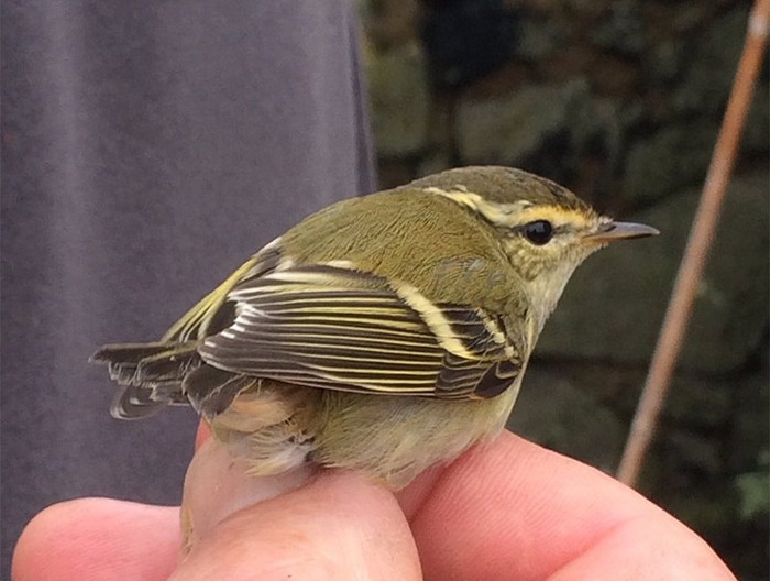 Yellow-browed Warbler