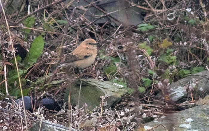 Black-eared Wheatear