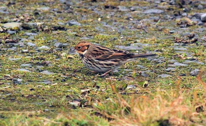Little Bunting