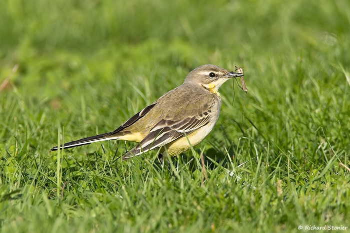 Yellow Wagtail