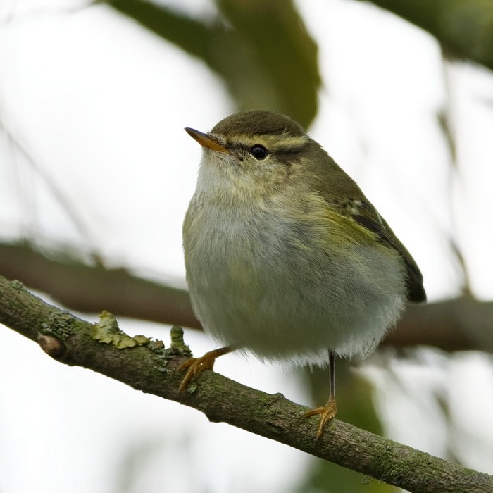 Yellow-browed Warbler