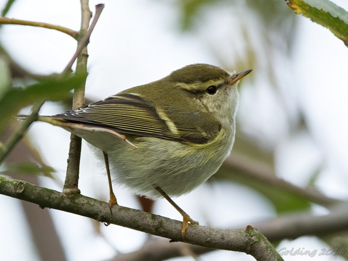 Yellow-browed Warbler