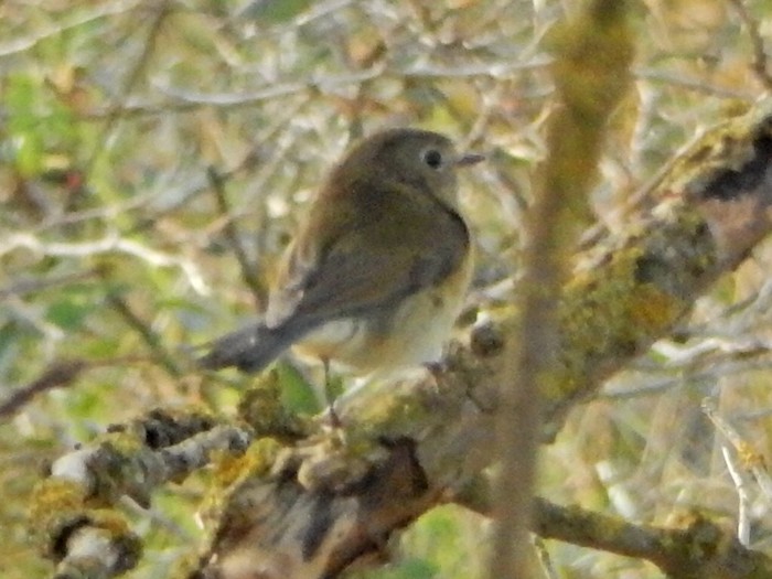 Red-flanked Bluetail