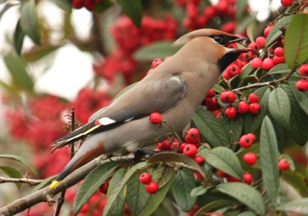 Waxwing