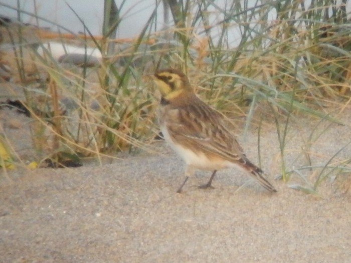Shorelark