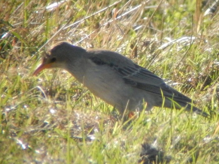 Rose-coloured Starling