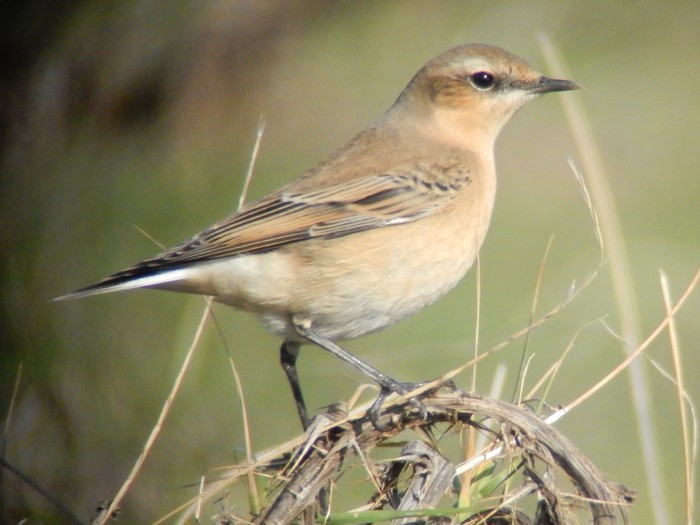 Wheatear