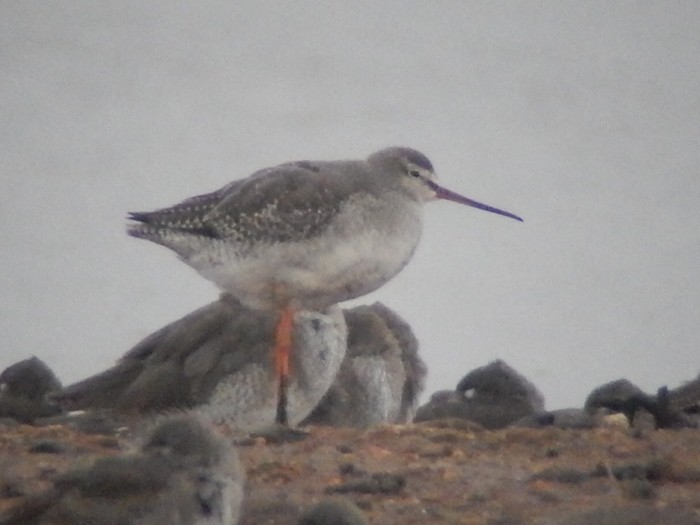Spotted Redshank