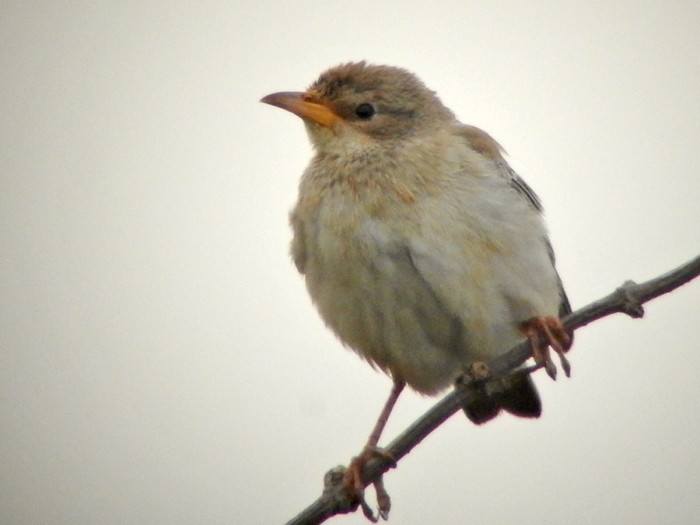 Rose-coloured Starling