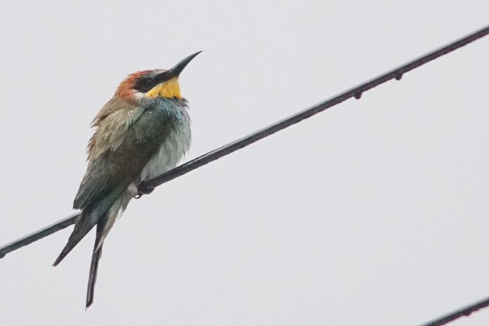 Bee-eater