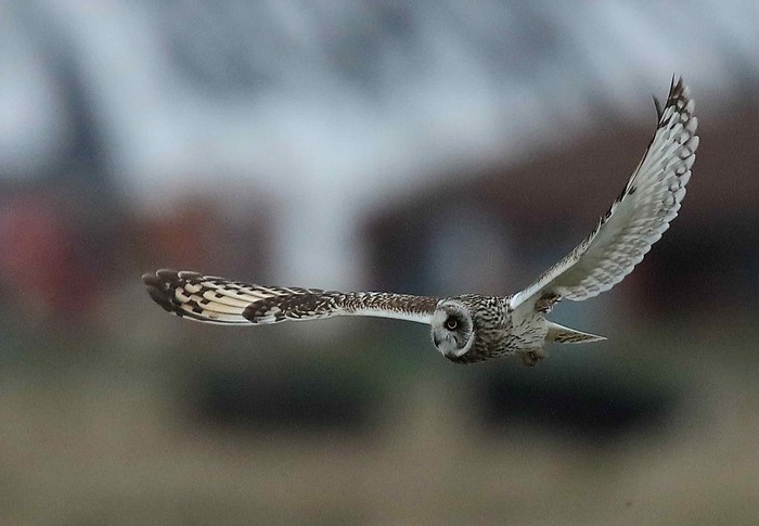 Short-eared Owl