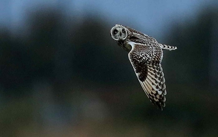 Short-eared Owl