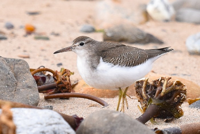 Spotted Sandpiper