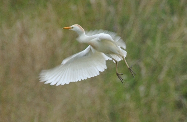 Cattle Egret