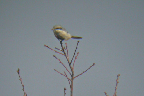 Great Grey Shrike