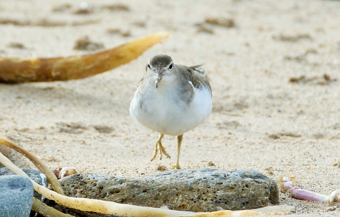 Spotted Sandpiper