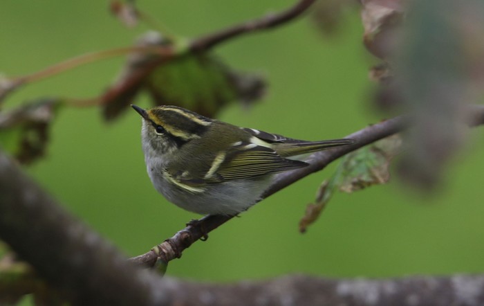 Pallas's Warbler