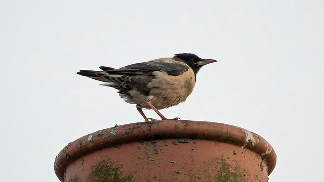 Rose-coloured Starling