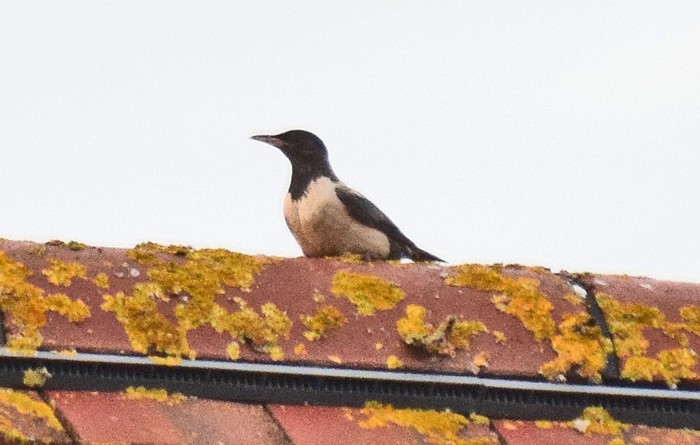 Rose-coloured Starling