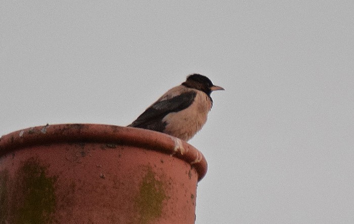 Rose-coloured Starling