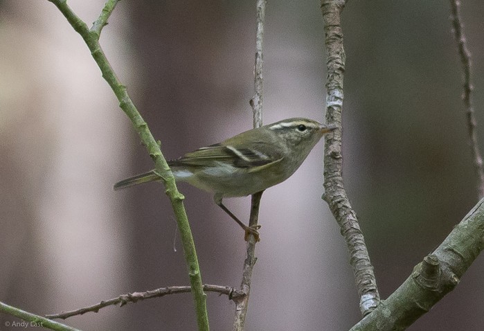 Yellow-browed Warbler