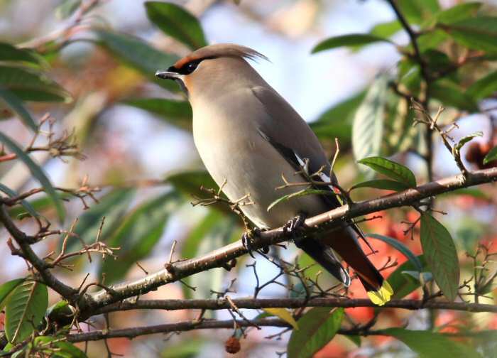 Waxwing