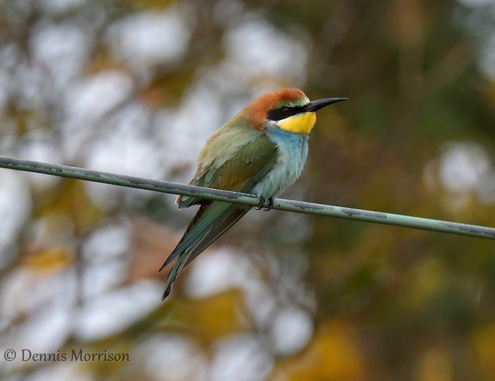 Bee-eater