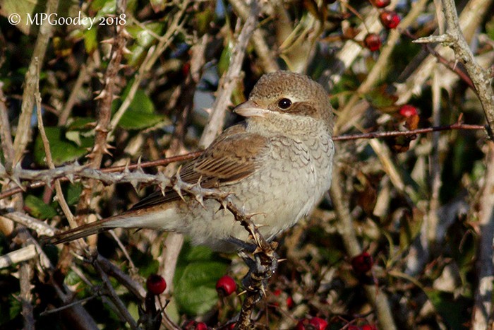 Red-backed Shrike