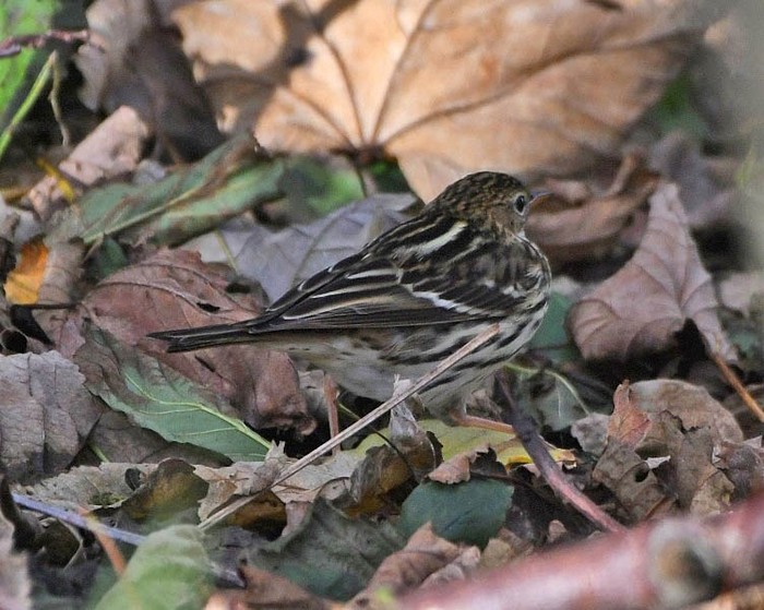 Pechora Pipit