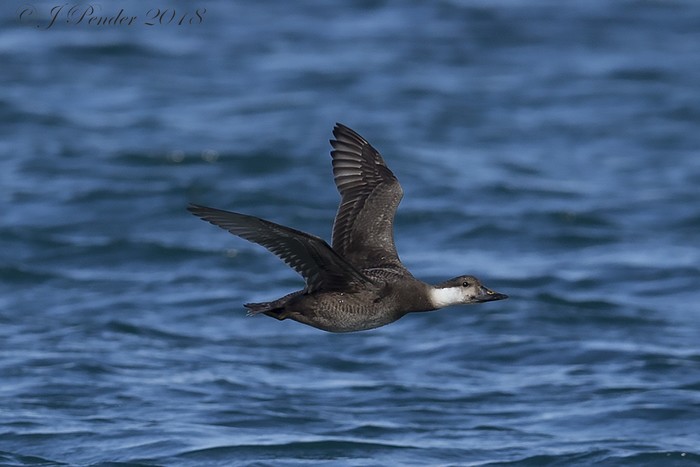 Common Scoter