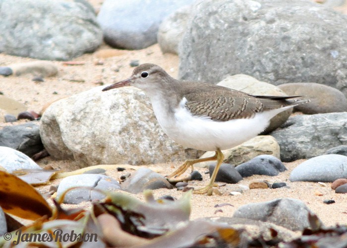 Spotted Sandpiper
