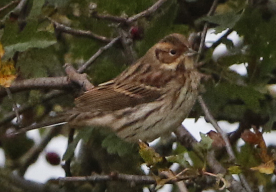 Little Bunting