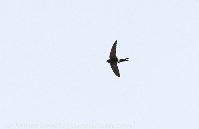 White-rumped Swift