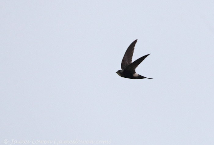 White-rumped Swift